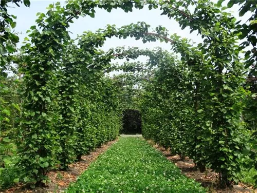 Kaiserlinde 'Pallida' - Tilia europaea 'Pallida' - Formgehölze