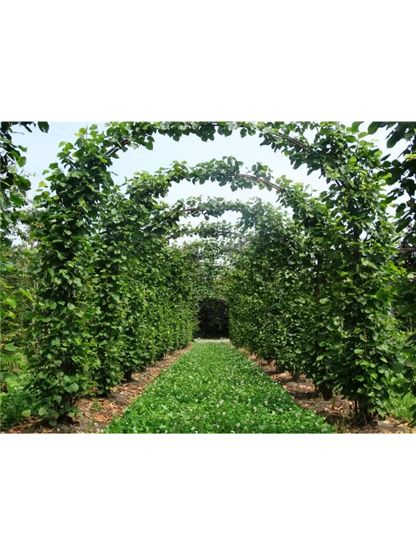 Kaiserlinde 'Pallida' - Tilia europaea 'Pallida' - Formgehölze