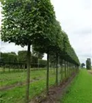 Kaiserlinde 'Pallida' - Tilia europaea 'Pallida' - Formgehölze