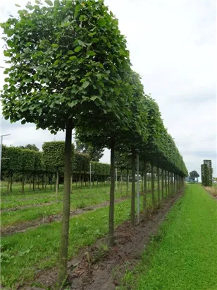 Kaiserlinde 'Pallida' - Tilia europaea 'Pallida' - Formgehölze