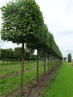 Kaiserlinde 'Pallida' - Tilia europaea 'Pallida' - Formgehölze