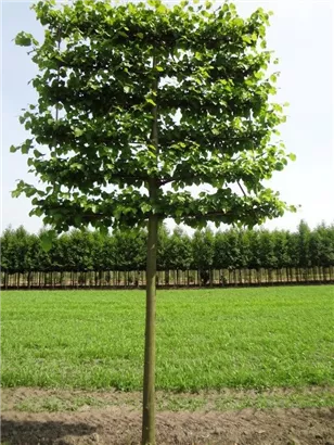 Kaiserlinde 'Pallida' - Tilia europaea 'Pallida' - Formgehölze
