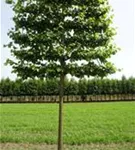 Kaiserlinde 'Pallida' - Tilia europaea 'Pallida' - Formgehölze