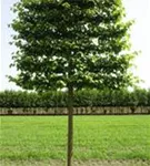 Kaiserlinde 'Pallida' - Tilia europaea 'Pallida' - Formgehölze