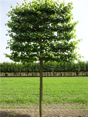 Kaiserlinde 'Pallida' - Tilia europaea 'Pallida' - Formgehölze