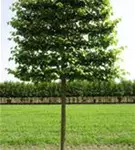 Kaiserlinde 'Pallida' - Tilia europaea 'Pallida' - Formgehölze