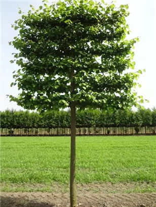 Kaiserlinde 'Pallida' - Tilia europaea 'Pallida' - Formgehölze
