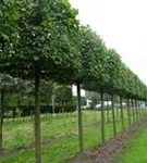 Kaiserlinde 'Pallida' - Tilia europaea 'Pallida' - Formgehölze