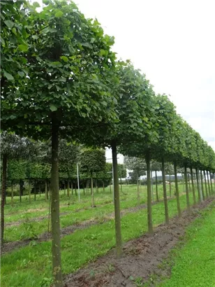 Kaiserlinde 'Pallida' - Tilia europaea 'Pallida' - Formgehölze