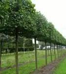 Kaiserlinde 'Pallida' - Tilia europaea 'Pallida' - Formgehölze