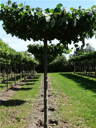 Kaiserlinde 'Pallida' - Tilia europaea 'Pallida' - Formgehölze