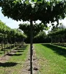 Kaiserlinde 'Pallida' - Tilia europaea 'Pallida' - Formgehölze