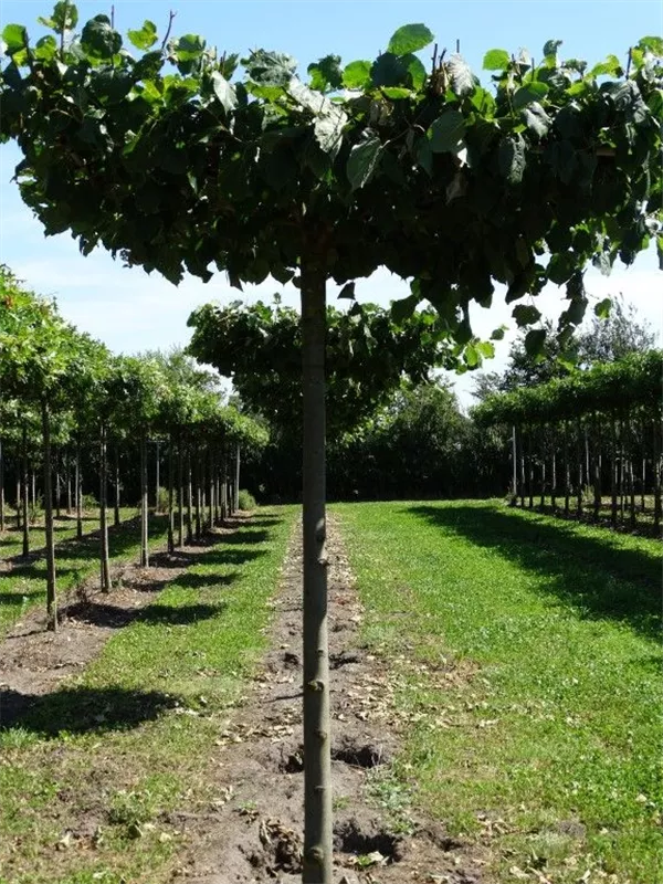 Kaiserlinde 'Pallida' - Tilia europaea 'Pallida' - Formgehölze