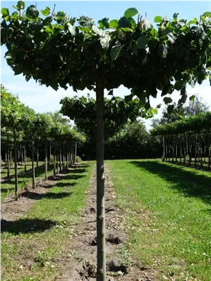 Kaiserlinde 'Pallida' - Tilia europaea 'Pallida' - Formgehölze