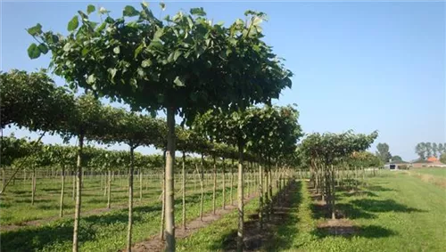 Kaiserlinde 'Pallida' - Tilia europaea 'Pallida' - Formgehölze