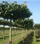 Kaiserlinde 'Pallida' - Tilia europaea 'Pallida' - Formgehölze