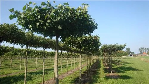 Kaiserlinde 'Pallida' - Tilia europaea 'Pallida' - Formgehölze