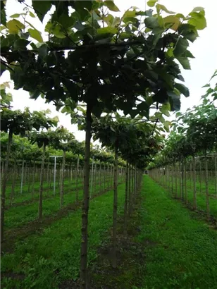 Henrys Linde - Tilia henryana