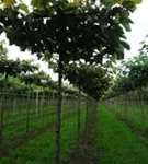 Henrys Linde - Tilia henryana