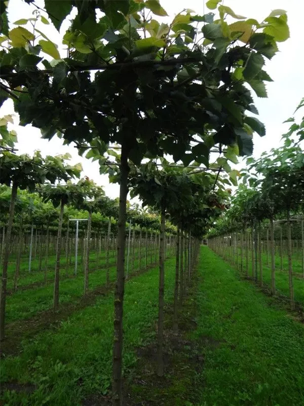 Henrys Linde - Tilia henryana