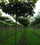 Henrys Linde - Tilia henryana