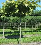 Henrys Linde - Tilia henryana