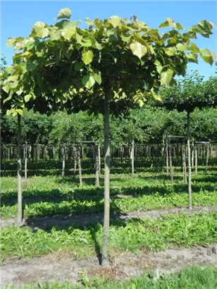 Henrys Linde - Tilia henryana