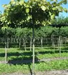 Henrys Linde - Tilia henryana