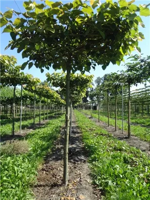 Henrys Linde - Tilia henryana