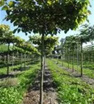 Henrys Linde - Tilia henryana