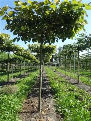 Henrys Linde - Tilia henryana