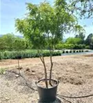 Lederhülsenbaum 'Sunburst' - Gleditsia triacanthos 'Sunburst' - Formgehölze