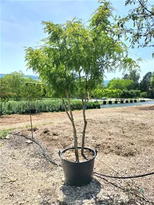 Lederhülsenbaum 'Sunburst' - Gleditsia triacanthos 'Sunburst' - Formgehölze