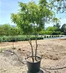 Lederhülsenbaum 'Sunburst' - Gleditsia triacanthos 'Sunburst' - Formgehölze