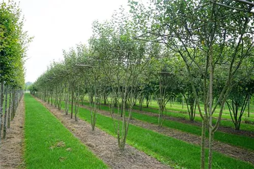 Zierapfel 'Evereste' -R- - Malus 'Evereste' -R- CAC Zierapfel 'Evereste' -R- - Malus 'Evereste' -R- CAC