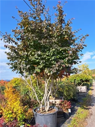 Eisenbaum - Parrotia persica - Formgehölze