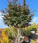 Eisenbaum - Parrotia persica - Formgehölze