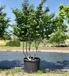 Eisenbaum - Parrotia persica - Formgehölze