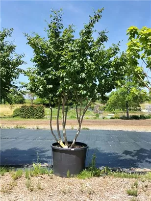Eisenbaum - Parrotia persica - Formgehölze