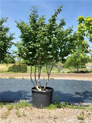 Eisenbaum - Parrotia persica - Formgehölze