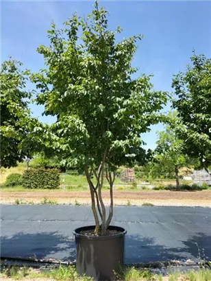 Eisenbaum - Parrotia persica - Formgehölze