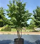 Eisenbaum - Parrotia persica - Formgehölze