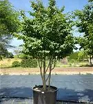 Eisenbaum - Parrotia persica - Formgehölze