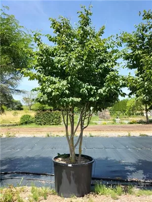 Eisenbaum - Parrotia persica - Formgehölze