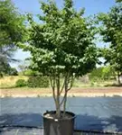 Eisenbaum - Parrotia persica - Formgehölze