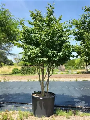 Eisenbaum - Parrotia persica - Formgehölze