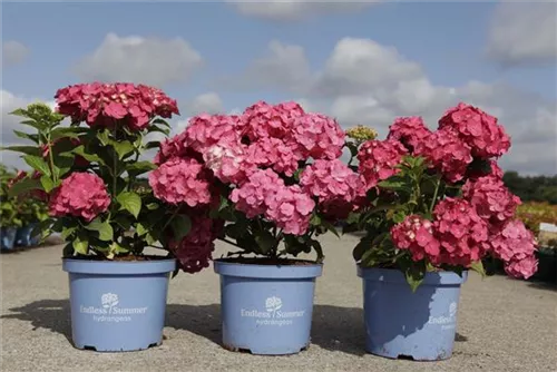 Gartenhortensie 'Endless Summer' - Hydrangea macr.'Endless Summer' rosa