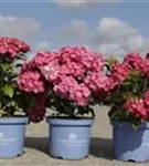 Gartenhortensie 'Endless Summer' - Hydrangea macr.'Endless Summer' rosa