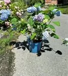 Gartenhortensie 'Endless Summer' - Hydrangea macr.'Endless Summer' blau