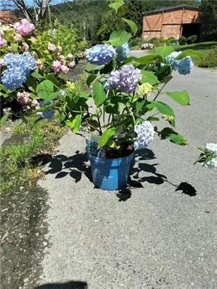 Gartenhortensie 'Endless Summer' - Hydrangea macr.'Endless Summer' blau